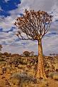 021 Quiver Tree forest, kokerbomen